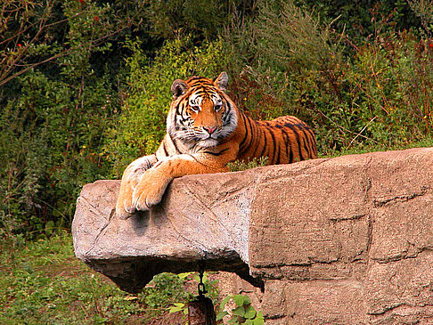 Foto Tierpark Hagenbeck