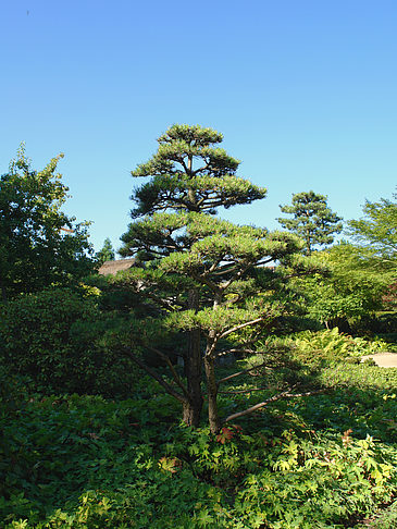 Fotos Planten un Blomen - Japanischer Garten | Hamburg