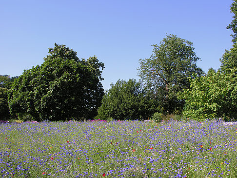Planten un Blomen - Gärten