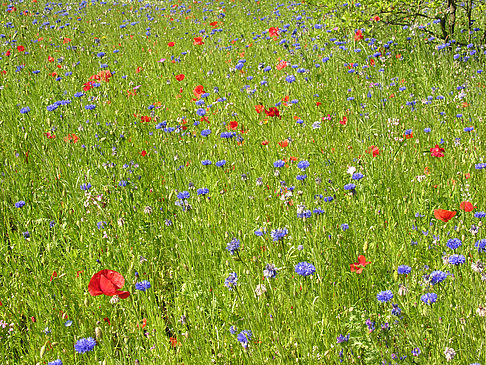 Fotos Planten un Blomen - Gärten