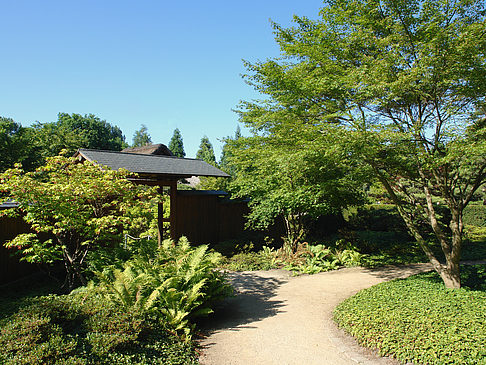 Foto Planten un Blomen - Japanischer Garten