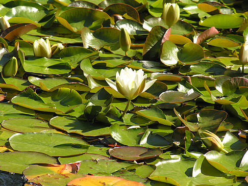 Planten un Blomen - Wasserkaskaden Fotos