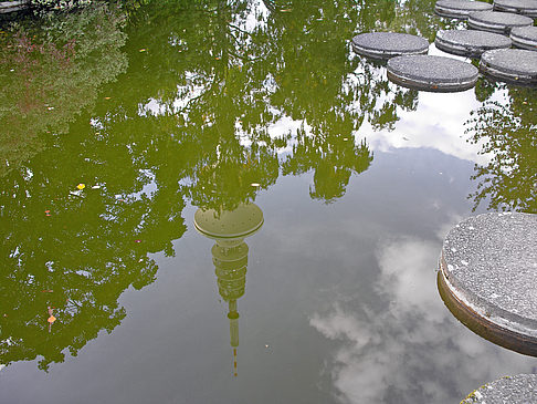 Foto Planten un Blomen
